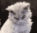 tenor - 2020-09-17T223354.910.gif tenor - 2020-09-17T223354.910.gif
