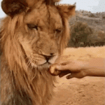 tenor - 2020-09-20T202336.637.gif