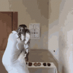 tenor - 2020-09-28T134540.082.gif tenor - 2020-09-28T134540.082.gif