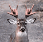 tenor - 2020-10-02T214105.231.gif tenor - 2020-10-02T214105.231.gif