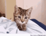 tenor - 2021-01-08T113529.875.gif