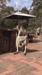 CheeryTemptingHarpyeagle-max-1mb.gif