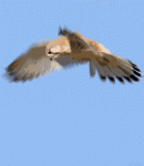 tenor (2).gif