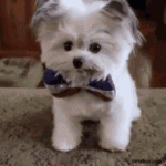 tenor (8).gif tenor (8).gif