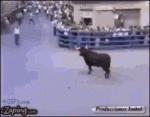 tenor - 2021-02-07T083800.206.gif tenor - 2021-02-07T083800.206.gif