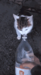 tenor - 2021-03-12T103252.799.gif