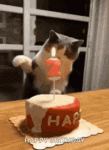 tenor (8).gif