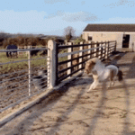 tenor (7).gif
