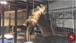 tenor - 2021-05-16T122027.363.gif