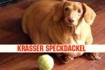 SPECKDACKEL KRASS.jpg SPECKDACKEL KRASS.jpg