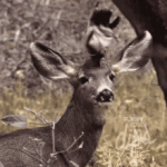 tenor - 2021-05-30T150155.167.gif