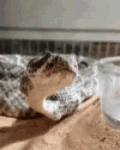 tenor - 2021-06-27T174855.584.gif