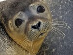 seal-1995811_640.jpg
