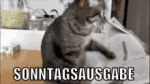 katze-sonntag.gif