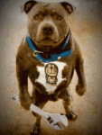 very-angry-dog-dog.gif very-angry-dog-dog.gif