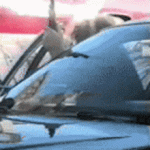 jambajew-steve-brule (1).gif