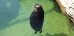 1629547237294.gif