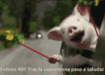 chancho-cuarentena-pig.gif