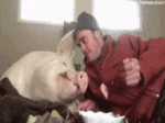 lunch-pig.gif