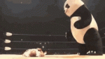 andeza-andreza-giant-panda.gif