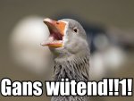 gans wütend.jpg
