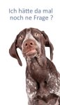 hundetrainer-fragen4.jpg