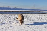 nilla schnee1.jpg nilla schnee1.jpg