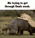 trying-to-get-through-finals-week-idc.gif