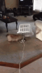 cats-traps.gif