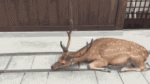 deer-bow.gif