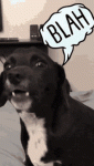 D255F698-9A2F-43FF-9E22-693889E4B7D0.gif