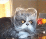 0D9FC628-894E-4038-9636-EF3310F8AD24.gif 0D9FC628-894E-4038-9636-EF3310F8AD24.gif