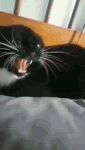 22D4225E-8DC9-4571-8816-CF4402571840.gif 22D4225E-8DC9-4571-8816-CF4402571840.gif