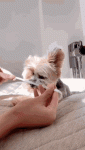 F8921017-5852-4726-87CF-54CDDC6AB2AD.gif F8921017-5852-4726-87CF-54CDDC6AB2AD.gif