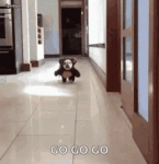 39261859-E142-4568-B7AE-541FDF0CF980.gif 39261859-E142-4568-B7AE-541FDF0CF980.gif