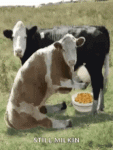 4E7C33F4-8361-4B15-AE39-BE0E7DCCCFFD.gif 4E7C33F4-8361-4B15-AE39-BE0E7DCCCFFD.gif