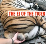 THE EI OF THE TIGER.jpg