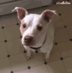 tongue-out-give-me-food.gif