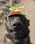 CA5C3D1D-A7D2-451F-9C9D-3CDCFD301D92.gif