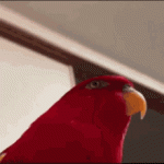 E698EF3D-8DC6-4658-9607-CAB57B52F5CB.gif