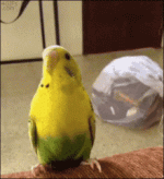 7863279F-B2B4-46CF-8A73-80638F4946AE.gif