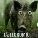 lecko.jpg