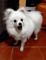 0E711F7C-4E89-408A-AA08-05EBF96FC846.gif