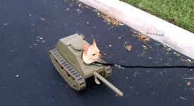 72EADD55-3BAE-4B61-ADB6-6F142C04FB76.gif