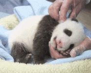 200w-7.gif