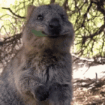 sweet-eating.gif sweet-eating.gif