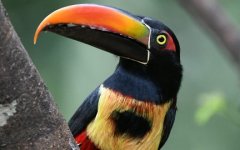 most-beautiful-birds-of-costa-rica-guide-1080x675-1_copy_432x270.jpg