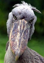 67f06a492c5e0d8b5db05795d3814d9e--papyrus-shoebill.jpg