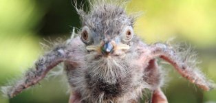 terrorvogel.jpg