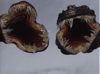 1699793851438.gif